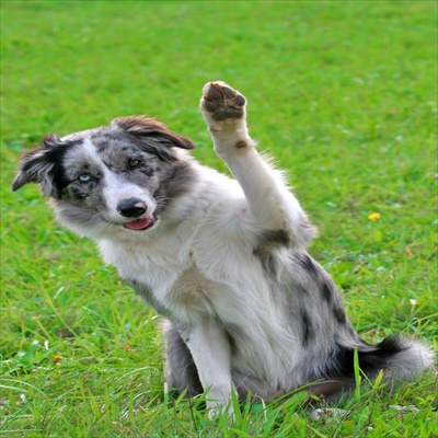 naples florida dog training