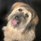 dog trainers naples florida, dog training naples florida
