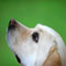 cape coral dog trainers, dog training naples florida