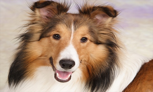 dog training naples florida
