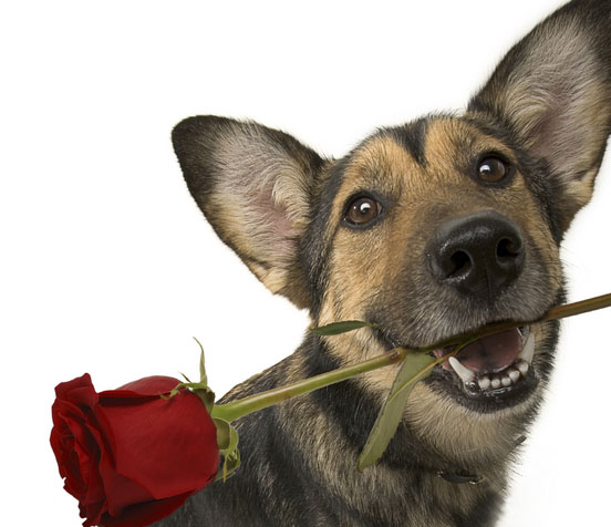 naples florida dog trainers, dog training