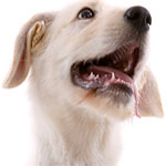 dog training naples florida