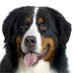 naples florida dog trainers