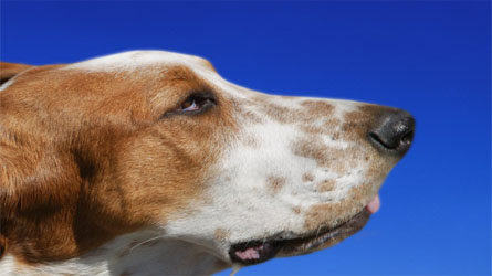 humane society naples, dog training, shelter dog training