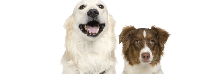 naples florida dog trainers, dog training
