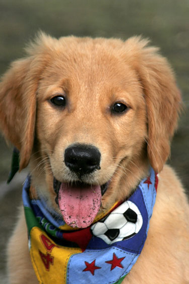 naples florida dog trainers, dog training