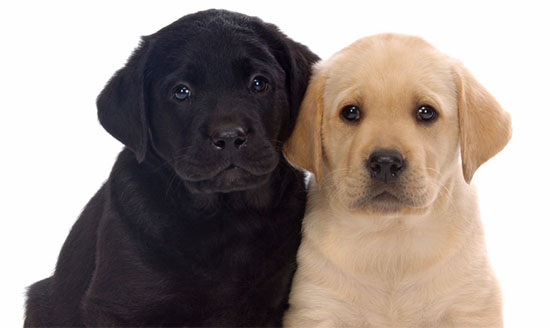 dog training naples florida